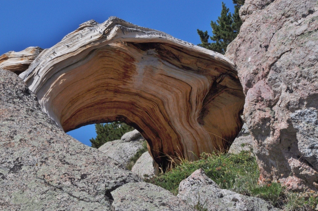 a bristlecone pine
